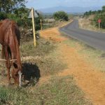 Biking tours in Cuba - Horse on the side of the road to Las Tunas