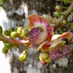 Botanic Garden - Cienfuegos, Cuba