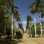 Botanic Garden - Cienfuegos, Cuba 2