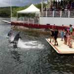 Dolphin show - Cienfuegos, Cuba 2