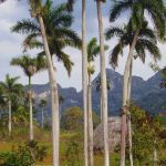 Beautiful palm trees behind Aguas Claras - Aguas Claras cycling tour